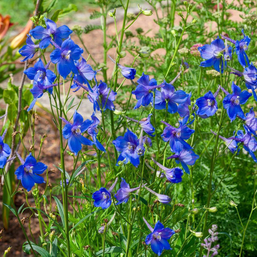 Delphinium plant with tall stems covered in vivid blue, star-shaped flowers with white centres, growing amid green foliage in a sunny garden bed.