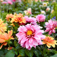 A close-up of double-flowered dahlia blooms in a mixed bed, with a large pink and dark-red centred flower in sharp focus surrounded by orange, yellow and pink blooms fading into a blurred green background.