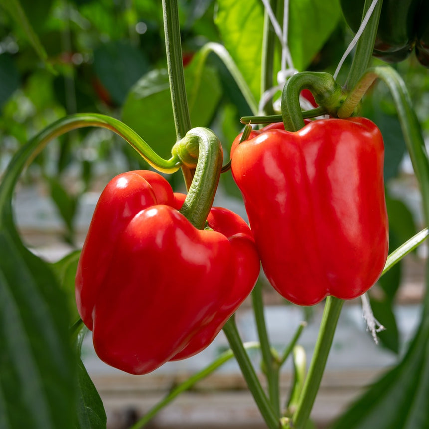 Two glossy, ripe red bell peppers with a blocky, ridged shape hang from curled green stems amid leafy foliage in a greenhouse.