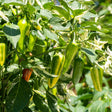 Chilli pepper plant with variegated cream-and-green foliage, bearing slender pointed fruits ripening from green through yellow to a deep orange-red, alongside pale flowers.