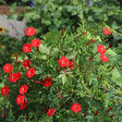 Cardinal climber vine covered in star-shaped scarlet flowers and slender green fingered leaves, with unopened tubular buds scattered among tendrils climbing against a leafy garden backdrop.
