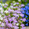 Close-up of trailing lobelia in full bloom, with masses of small two-lipped flowers in lavender, white, and deep blue set against slender green stems and soft-focus foliage.