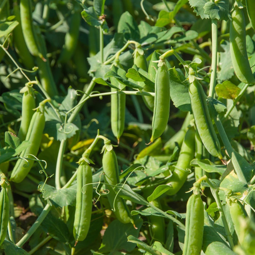 Close-up of plump green Cascadia snap pea pods hanging thick among curling tendrils and leafy vines, several pods swollen and ready for harvest in bright sunlight.