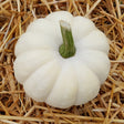 Overhead view of a small white Casperita pumpkin with deep ridges and a thick green stem, resting on a bed of golden straw.
