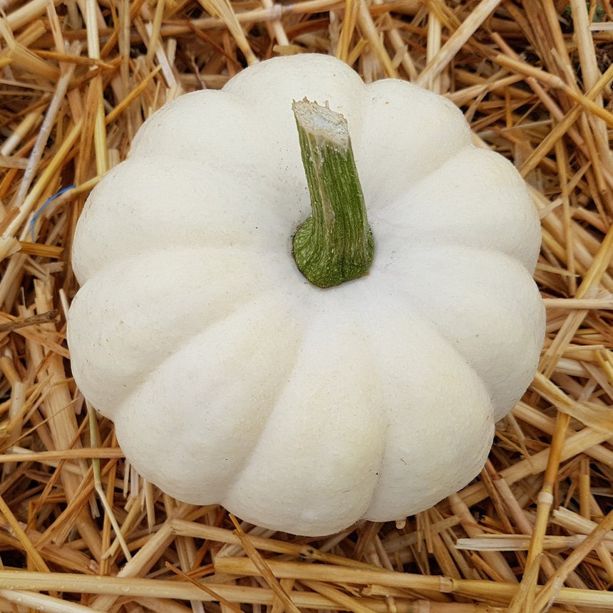 Overhead view of a small white Casperita pumpkin with deep ridges and a thick green stem, resting on a bed of golden straw.