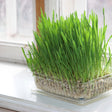 Close-up photo of vibrant green, sprouted cat grass growing densely in a clear plastic container.
