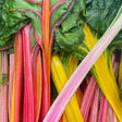 Close-up of harvested rainbow Swiss chard showing glossy dark green leaves atop a bundle of vividly coloured stalks in shades of pink, orange, yellow, and white, their veins radiating up into the leaf blades.