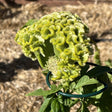 Close up of Spring Green Celosia flower in a garden setting