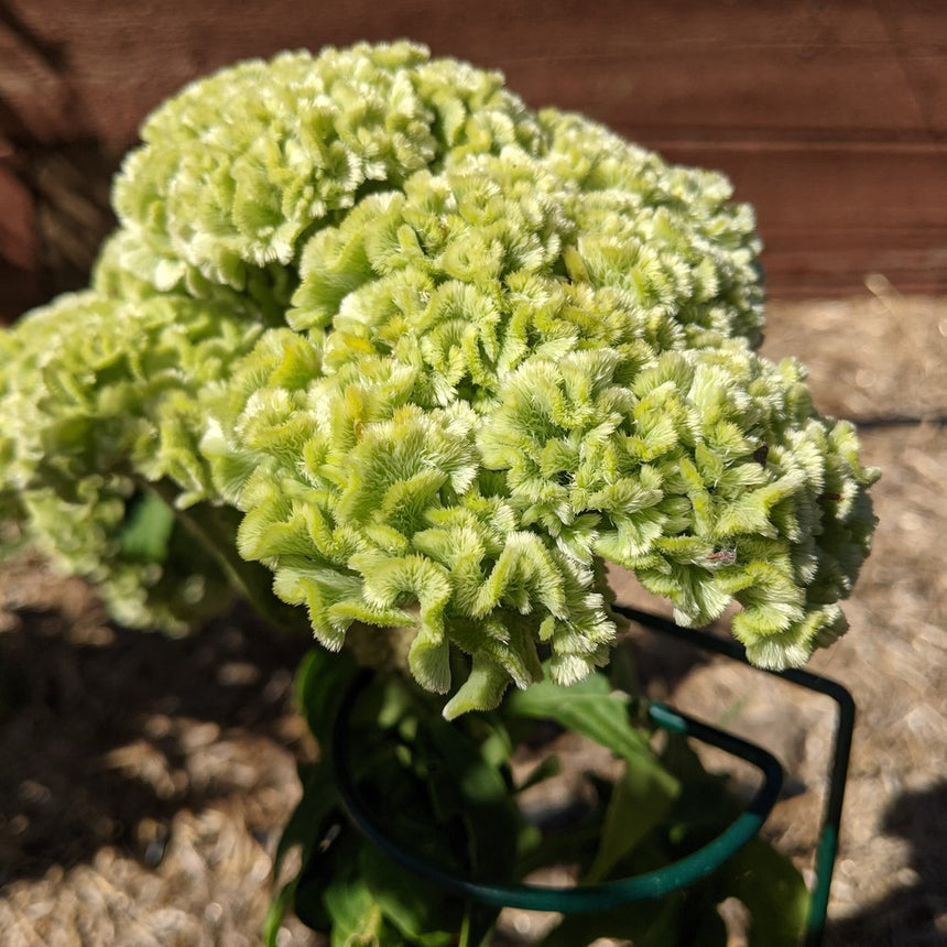 Close up of Spring Green Celosia flower on a blurred background
