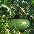 Elongated pale green watermelon with faint mottled striping ripening on the vine, nestled among sprawling lobed leaves in dappled sunlight.