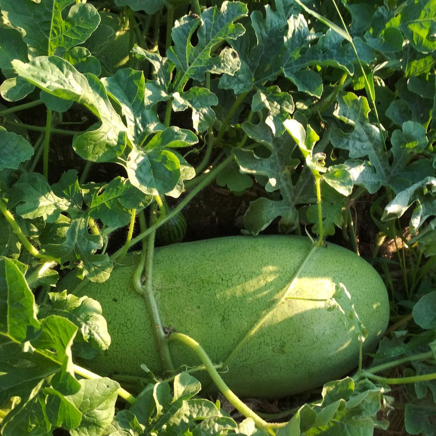 Elongated pale green watermelon with faint mottled striping ripening on the vine, nestled among sprawling lobed leaves in dappled sunlight.