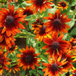 A cluster of deep red and orange Cherry Brandy black-eyed Susan blossoms in a garden bed.