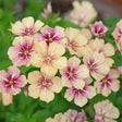 Close-up view of vibrant Cherry Caramel phlox flowers blooming with creamy beige-to-pink petals and star-shaped cherry-red centers against leafy green foliage.