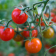 Close-up of a cherry tomato truss showing fruit at different ripening stages, from glossy deep red through orange to green, still attached to the fuzzy stems.