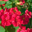 Close-up of deep cherry-red nasturtium flowers with ruffled, veined petals in full bloom, surrounded by round green leaves in dappled sunlight.