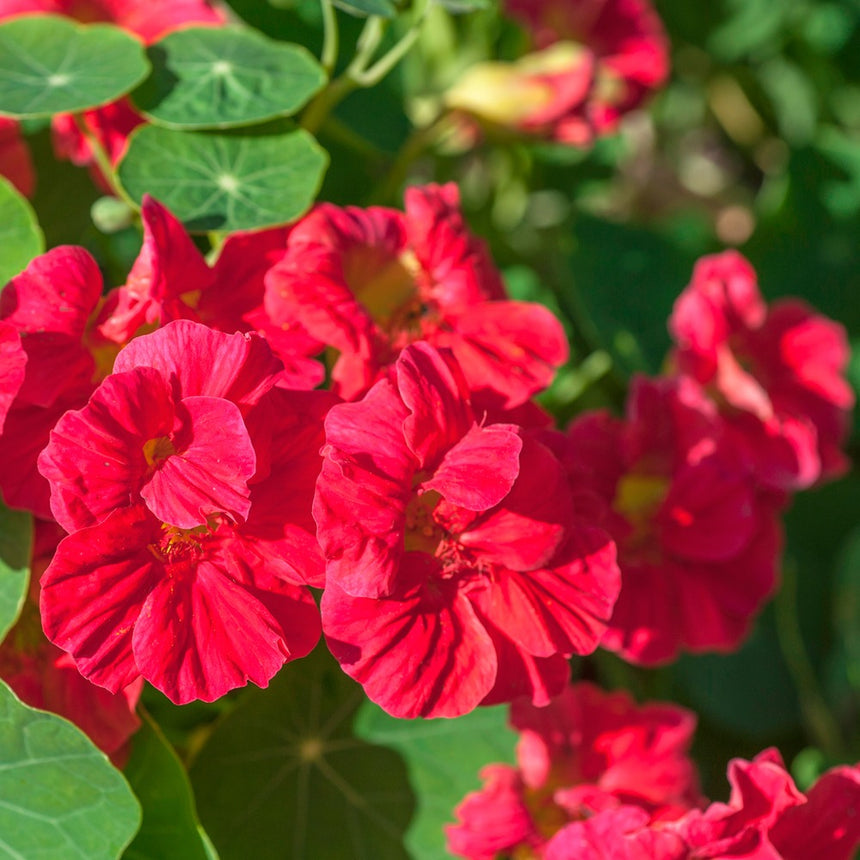 Close-up of deep cherry-red nasturtium flowers with ruffled, veined petals in full bloom, surrounded by round green leaves in dappled sunlight.