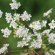 Close-up of chervil in flower, clusters of tiny white five-petaled blooms on slender branching stems held above a softly blurred green garden background.