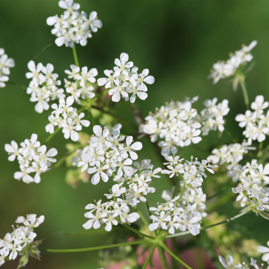 Close-up of chervil in flower, clusters of tiny white five-petaled blooms on slender branching stems held above a softly blurred green garden background.