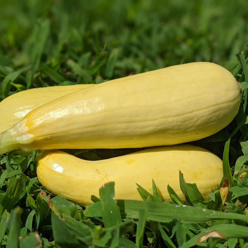 Two freshly harvested pale yellow Chiffon summer squashes resting on lush green grass outdoors.