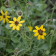 Chocolate flower plant with several eight-petalled yellow blooms and dark reddish-brown centres, growing among lobed grey-green foliage and unopened seed heads.