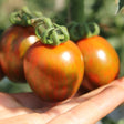 A cupped hand supports three ripening cherry tomatoes still on the vine, their orange-red skin marbled with streaky green and bronze mottling, still attached to curled green stems.