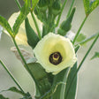 Close-up photo of a pale yellow okra flower with a deep purple center blooming on a green leafy plant stem.