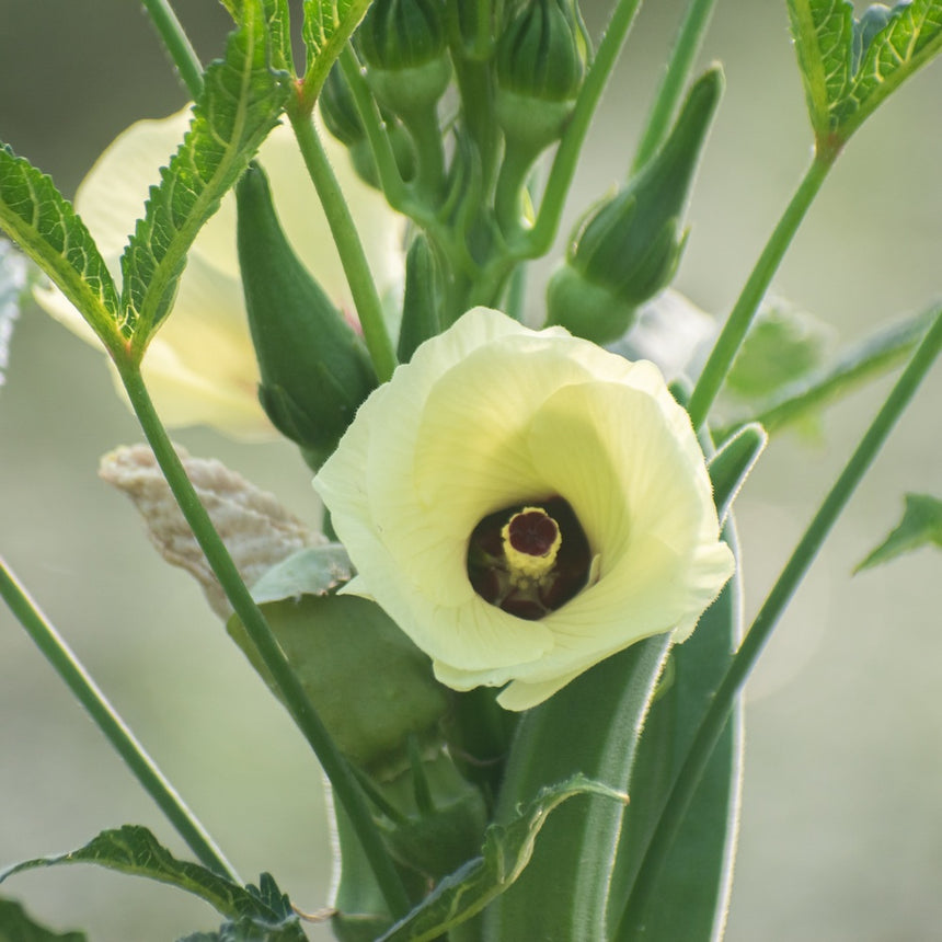 Close-up photo of a pale yellow okra flower with a deep purple center blooming on a green leafy plant stem.