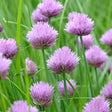 Close-up photo of purple chive flower blossoms in full bloom with slender green stems, for Common Chives Seeds.