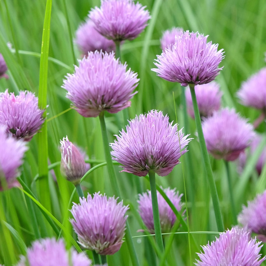 Close-up photo of purple chive flower blossoms in full bloom with slender green stems, for Common Chives Seeds.