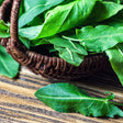 Freshly harvested sorrel leaves with pointed, arrow-shaped tips and prominent veining spill from a dark woven wicker basket onto a rustic wooden surface.