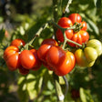 Red and green Costoluto Genovese Pole Tomato on a vine with a blurred green background