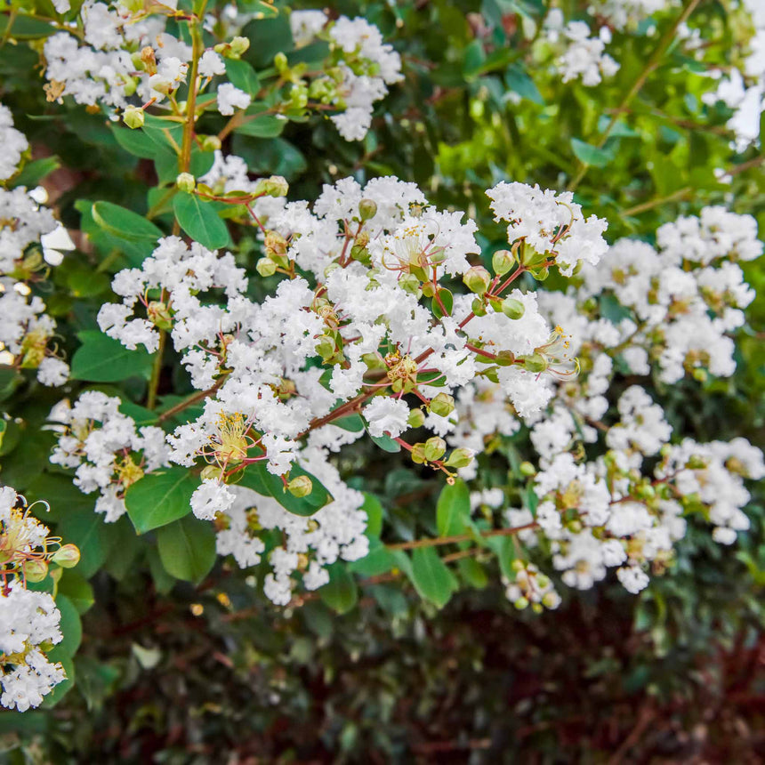 Natchez crape myrtle branch covered in clusters of crinkled white blooms and rounded seed pods, set against glossy green foliage and reddish stems.