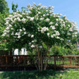 Mature multi-trunked Natchez crape myrtle covered in dense clusters of white blooms, growing beside a wooden fence in a sunny backyard.