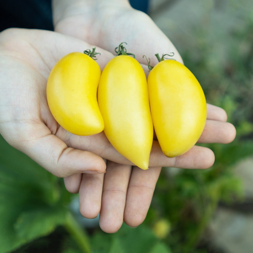 A hand cupping three elongated, curved pale-yellow tomatoes with their green stem caps still attached, held above a blurred garden backdrop of green foliage.