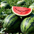 A wedge of ripe watermelon with deep red flesh and black seeds rests atop whole striped melons, set among vines in a sunlit field.