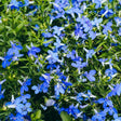 Close-up of Crystal Palace lobelia in full bloom, showing masses of small five-petaled blue flowers with white throats scattered across dense, narrow-leaved green foliage.