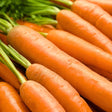 Close-up photo of fresh, harvested Danvers 126 carrots with bright green leafy tops, for Danvers 126 Carrot Seeds.