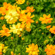 Cluster of cosmos flowers in shades of yellow and orange with slender green stems and unopened buds, growing amid feathery foliage in bright sunlight.