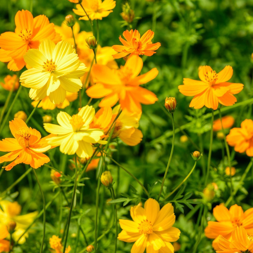 Cluster of cosmos flowers in shades of yellow and orange with slender green stems and unopened buds, growing amid feathery foliage in bright sunlight.