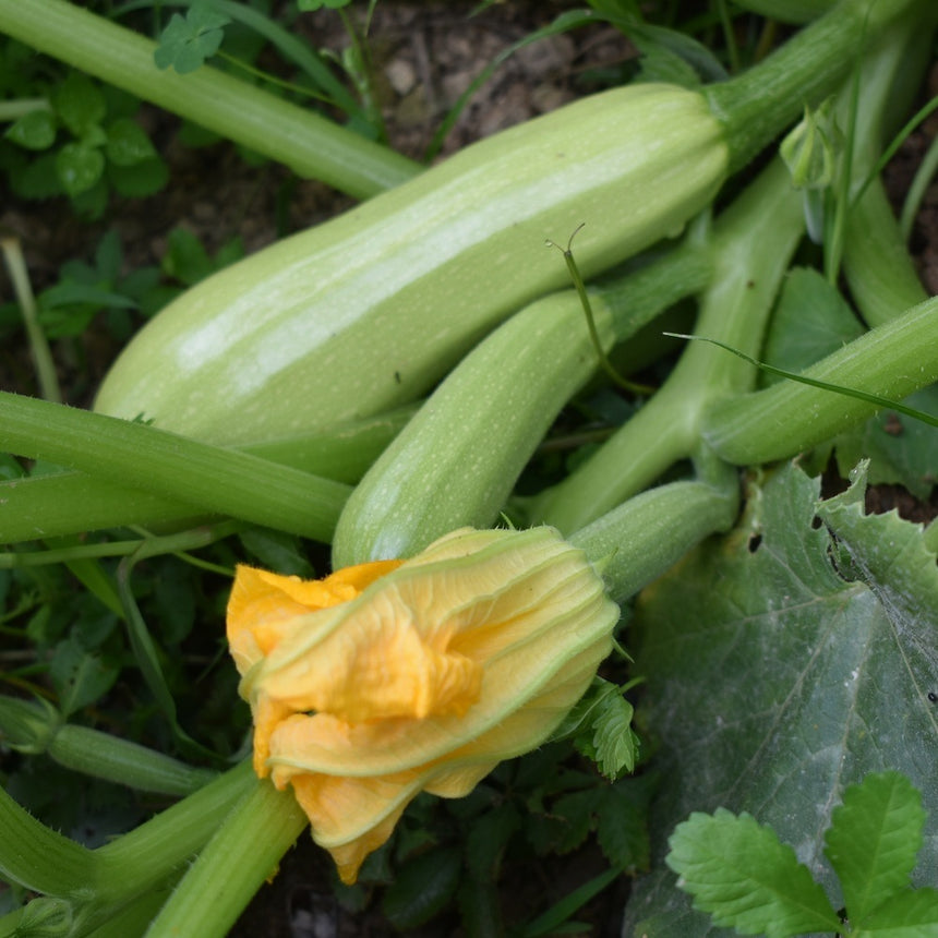 Close-up of pale green Dirani summer squash growing on the vine, with a bright yellow blossom still attached at the fruit's tip amid broad leaves.