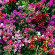 Dense mass of Sweet William blooms in a mix of magenta, red, pink and white, many with contrasting picotee-edged petals, clustered densely amid green foliage.