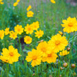 Bright yellow coreopsis flowers with golden centres bloom in clusters on slender green stems, surrounded by unopened buds and a lush grassy field.