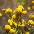 Close-up of clustered Craspedia (drumstick flower) blooms on slender green stems, each flower a tightly packed golden-yellow sphere of tiny florets, with more blossoms blurred in the background.