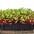 Dense tray of beet microgreens with vivid crimson stems and small green leaves still bearing seed husks, growing in a black plastic punnet on a wooden surface.
