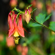 Close-up of a red and yellow Eastern Red Columbine flower with green leaves on a blurred natural background