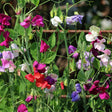 Sweet pea vines climbing a rusted wire trellis, their ruffled flowers in a mix of magenta, red, white, lavender and purple, curling tendrils weaving through the green foliage.