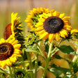 Cluster of golden sunflowers with dark brown centres in full bloom, alongside an unopened green bud and sturdy hairy stems, with a small bee visible on one flower's seed head.