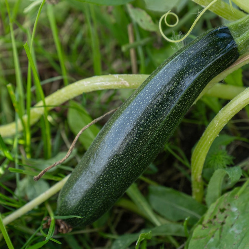 A dark green zucchini with faint speckled flecks and a glossy sheen ripens on the vine, surrounded by curling tendrils, thick stems and grass in the garden bed.