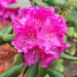 Close-up of a Roseum Pink Rhododendron truss showing frilled, ruffled magenta-pink blooms with pale curling stamens, surrounded by glossy dark green leaves.