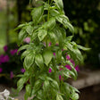 Close-up of a tall, upright Everleaf Emerald Towers basil plant with glossy, pointed green leaves densely packed along the stem, growing in a garden bed beside blurred pink and white flowers.